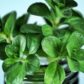 mint 2070416 19201
